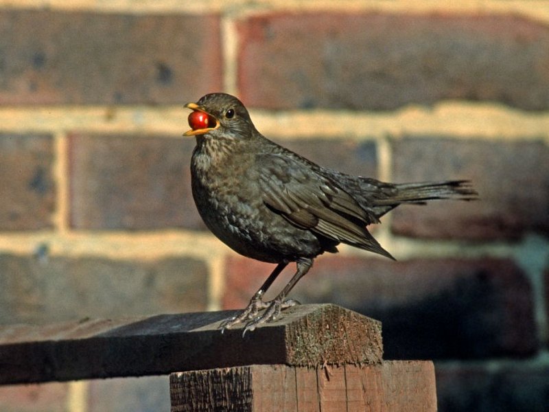 Watching birds is good for you